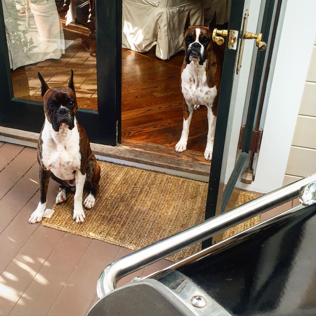 "Do you require my assistance? Do you need me out there?" Our dogs and their Farva impersonation as I grill burgers.