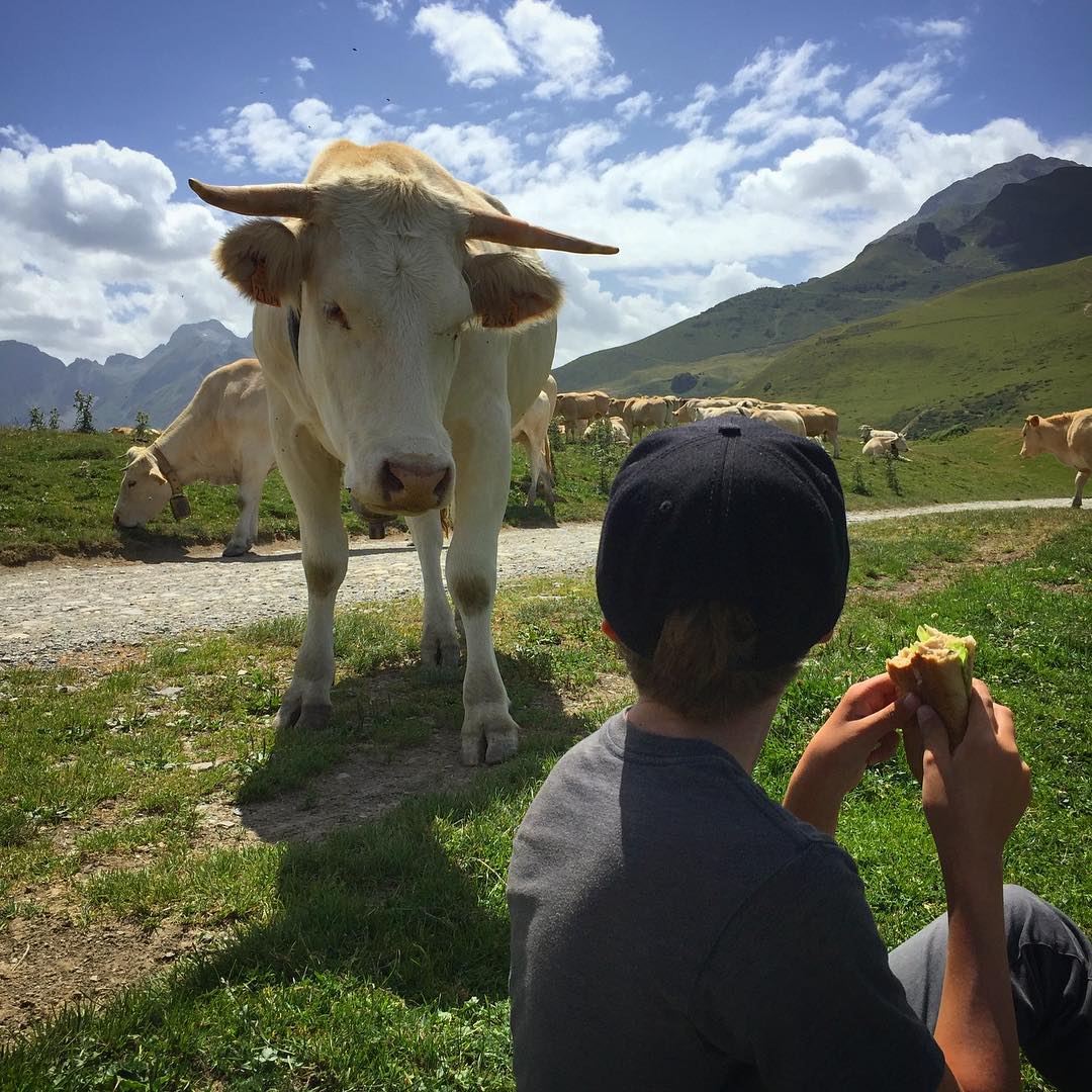 That awkward moment when the dairy cow really wants your sandwich.