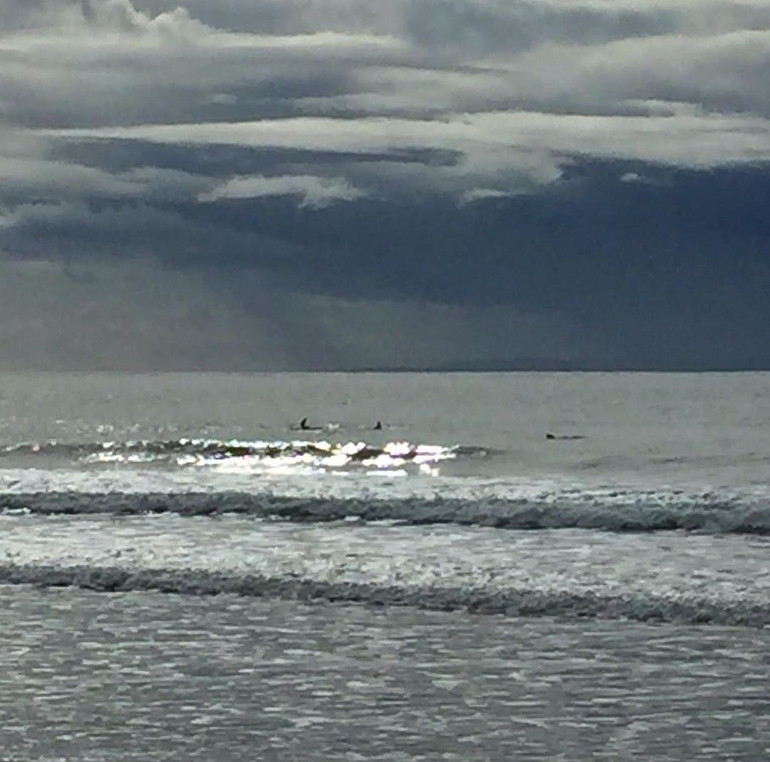 Christmas Day at Ellwood beach; dolphins against an amazing backdrop of rain clouds